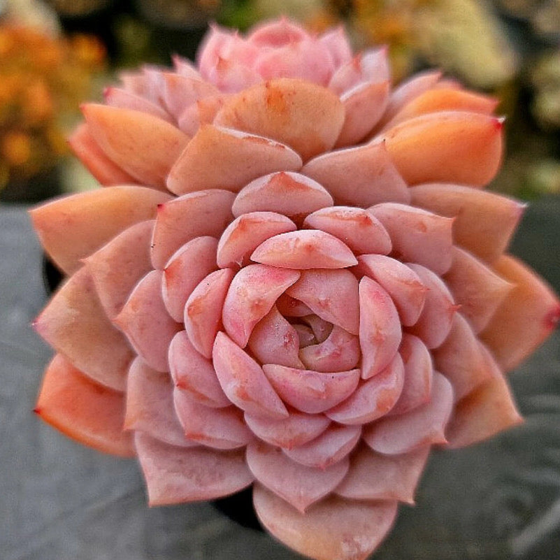 Echeveria Amazing Grace