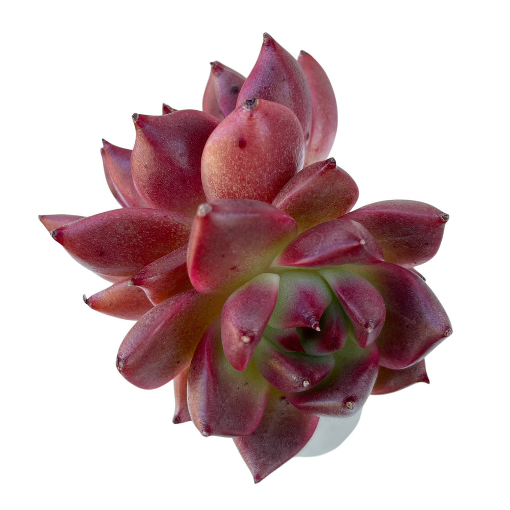 Echeveria Honey Pink, Double