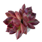 Echeveria Honey Pink, Double