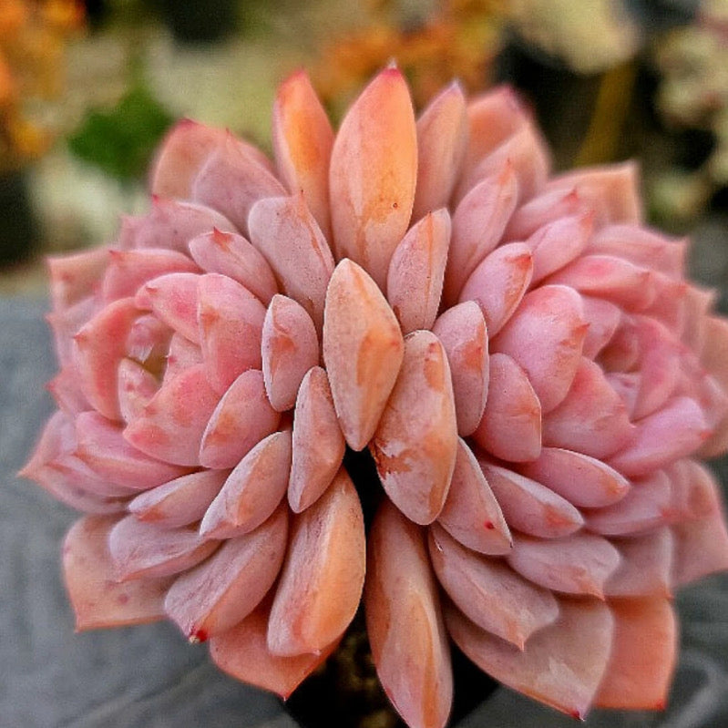 Echeveria Amazing Grace