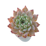 Echeveria Zaragosa