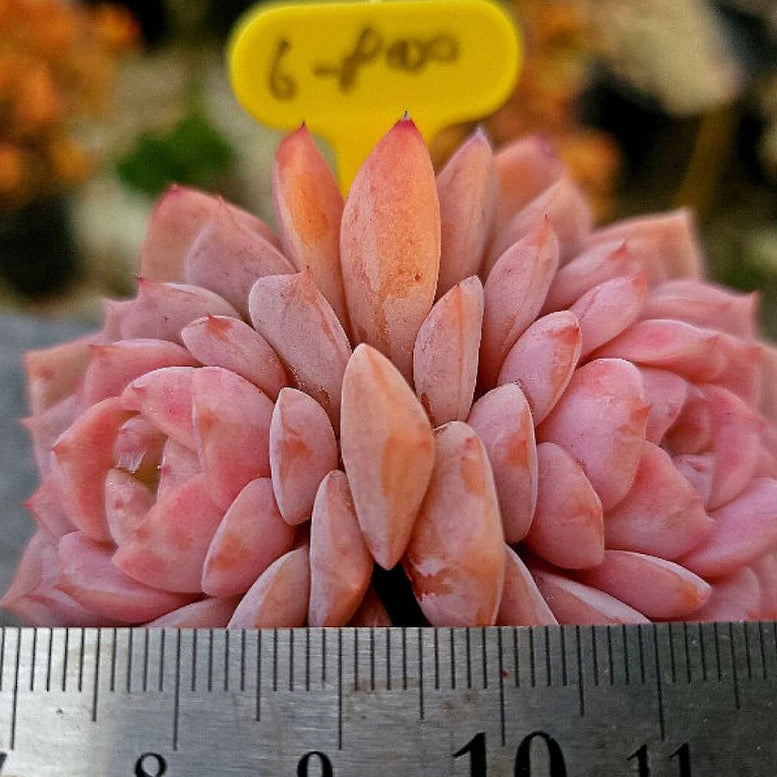 Echeveria Amazing Grace