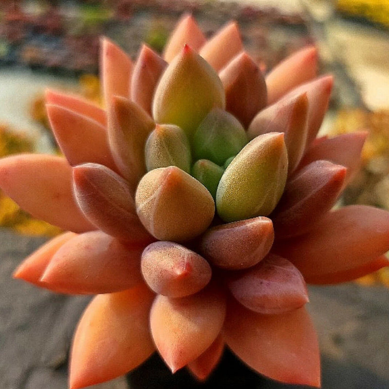 Echeveria Angel Fingers Red