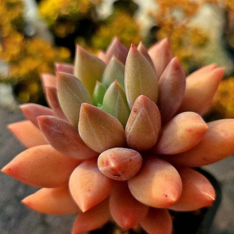 Echeveria Angel Fingers Red