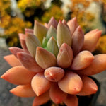 Echeveria Angel Fingers Red