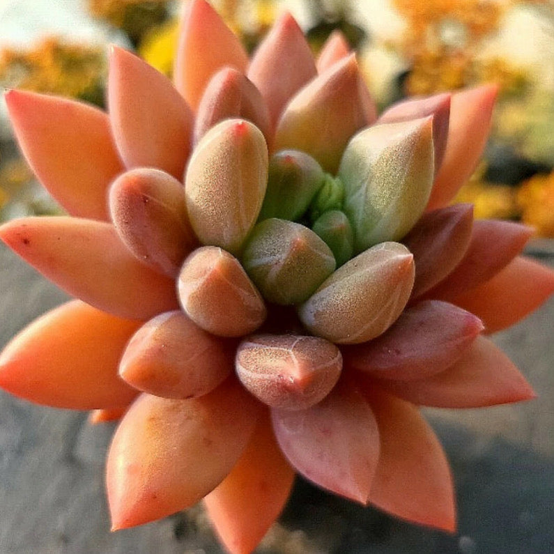 Echeveria Angel Fingers Red