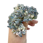 Echeveria Cubic Frost, Variegated Crest