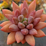 Echeveria Angel Fingers Red