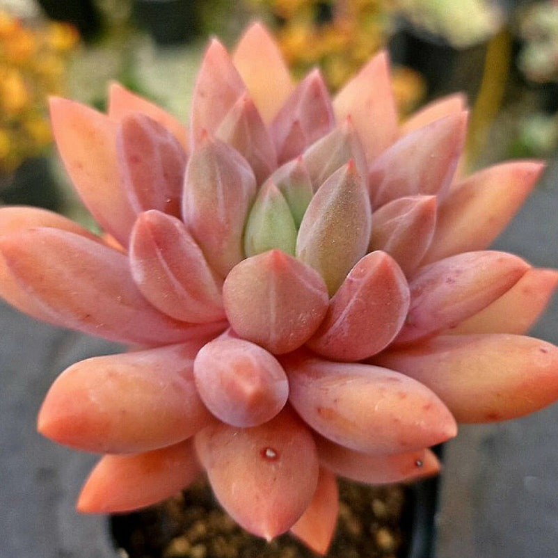 Echeveria Angel Fingers Red