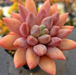 Echeveria Angel Fingers Red