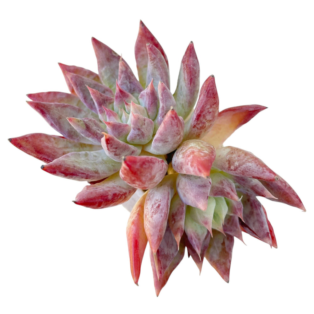 Echeveria Pink Violet