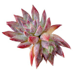 Echeveria Pink Violet