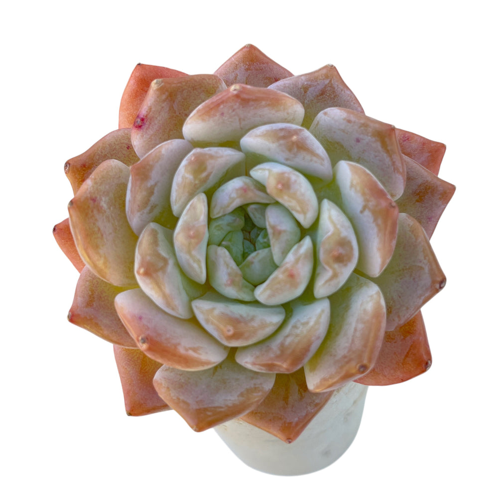 Echeveria Amazing Grace