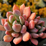 Echeveria Orange Sherbet