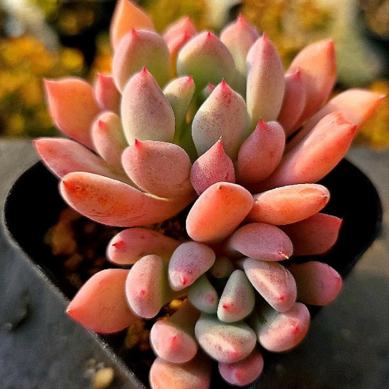 Echeveria Orange Sherbet