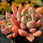 Echeveria Orange Sherbet