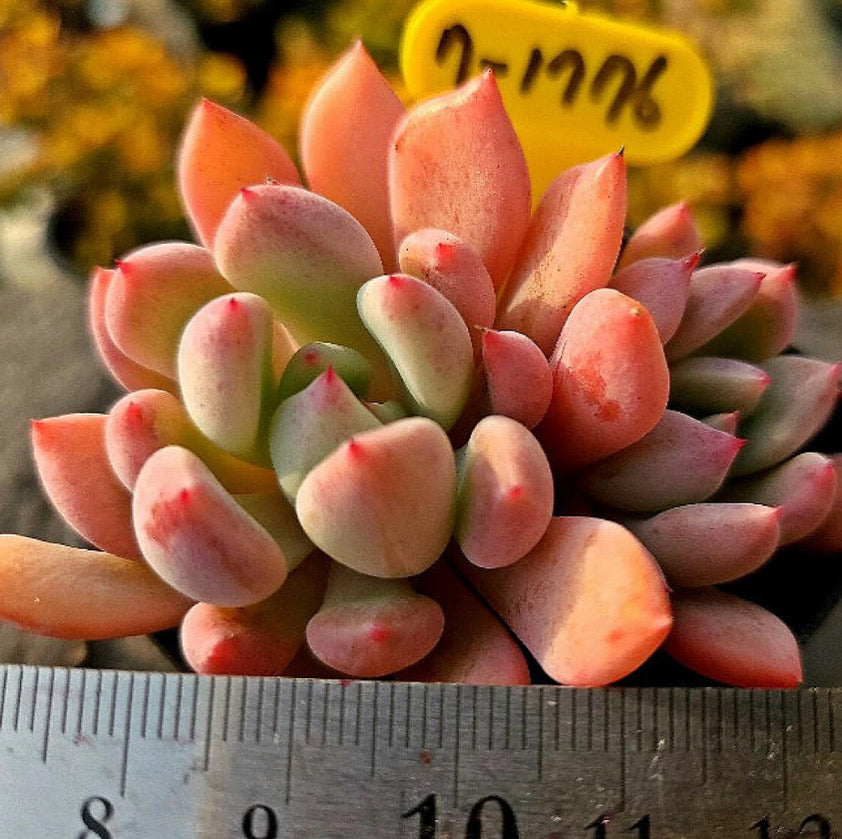 Echeveria Orange Sherbet