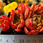 Echeveria Elizabeth