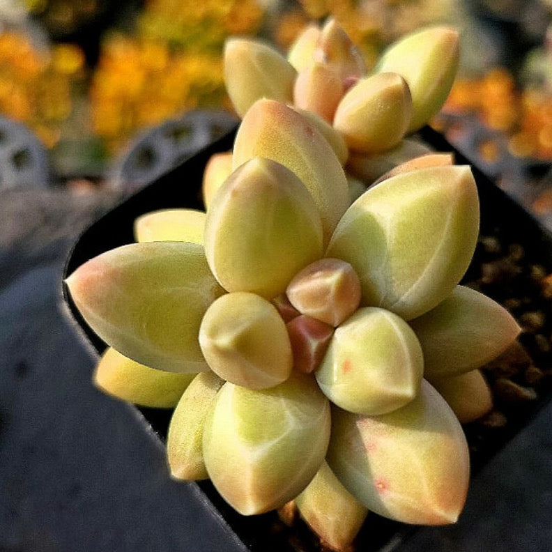 Pchphytum Icarus