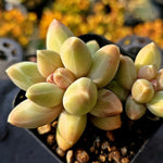 Pchphytum Icarus