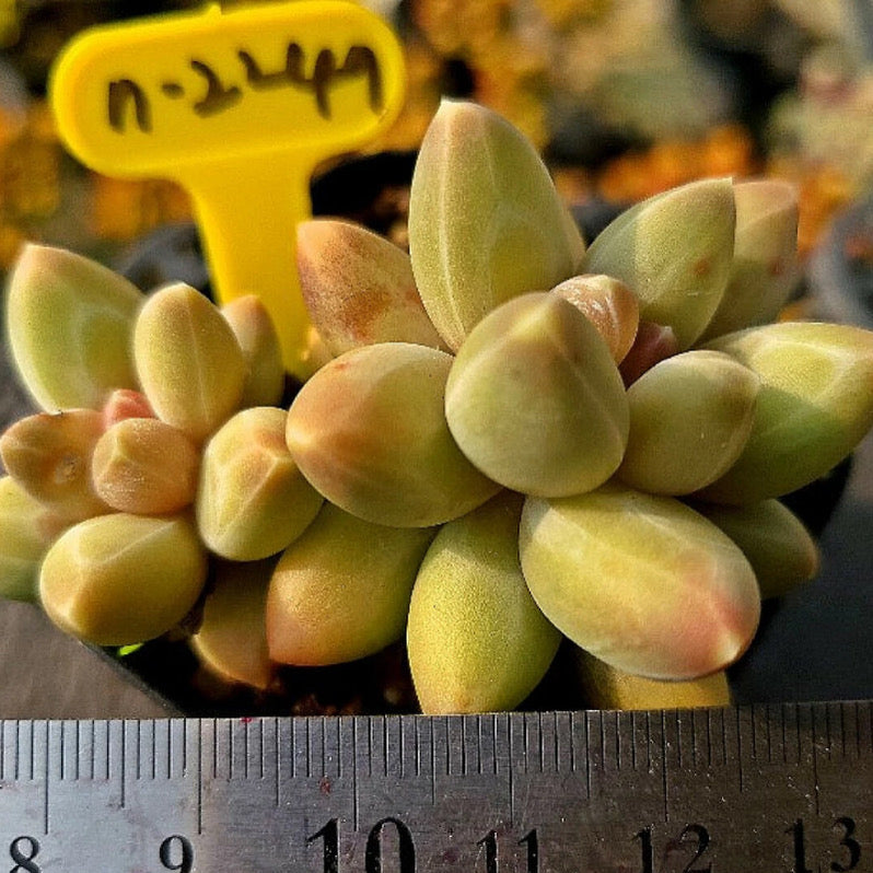 Pchphytum Icarus