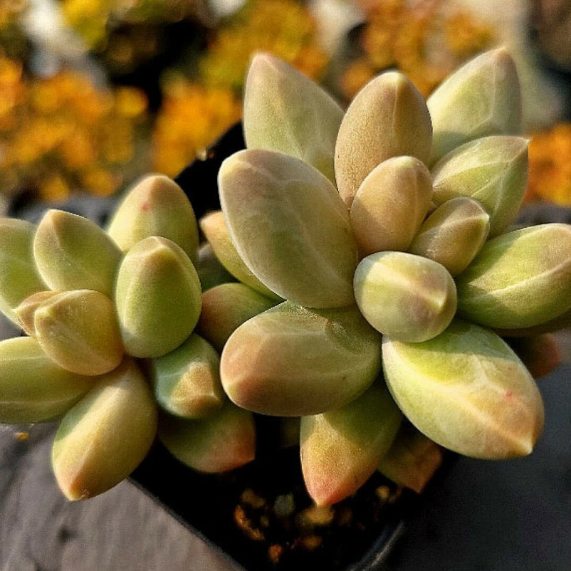 Pachphytum Icarus