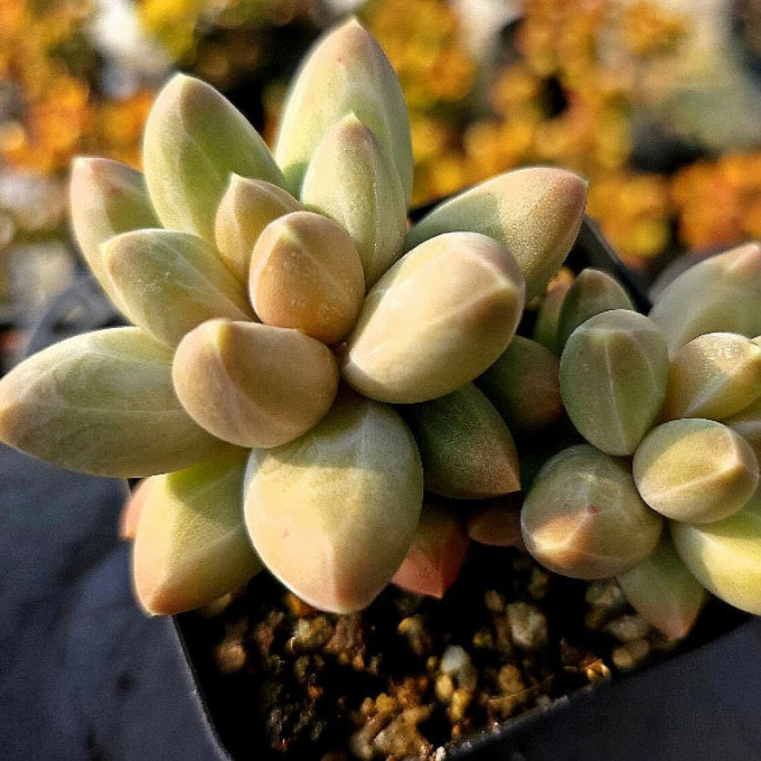 Pachphytum Icarus