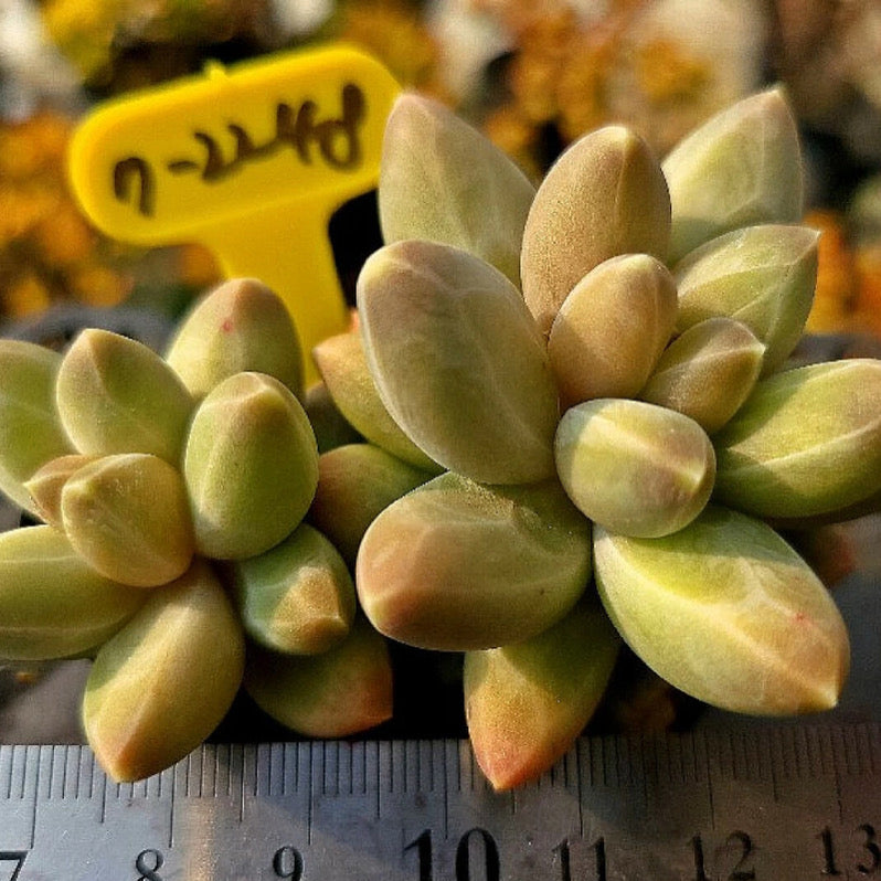 Pachphytum Icarus