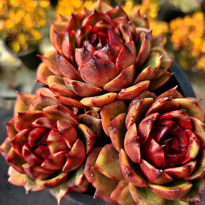 Echeveria Eclipse