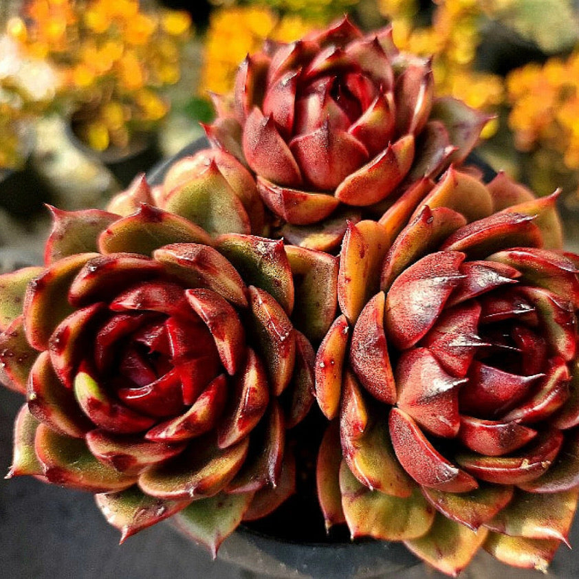 Echeveria Eclipse