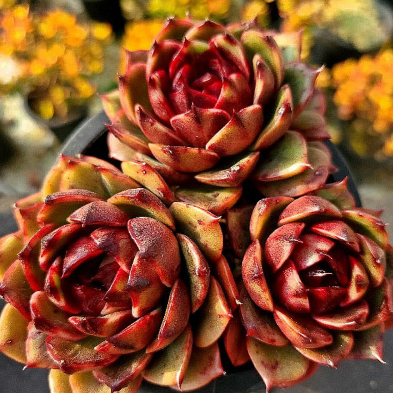 Echeveria Eclipse