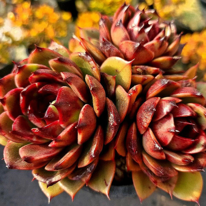 Echeveria Eclipse