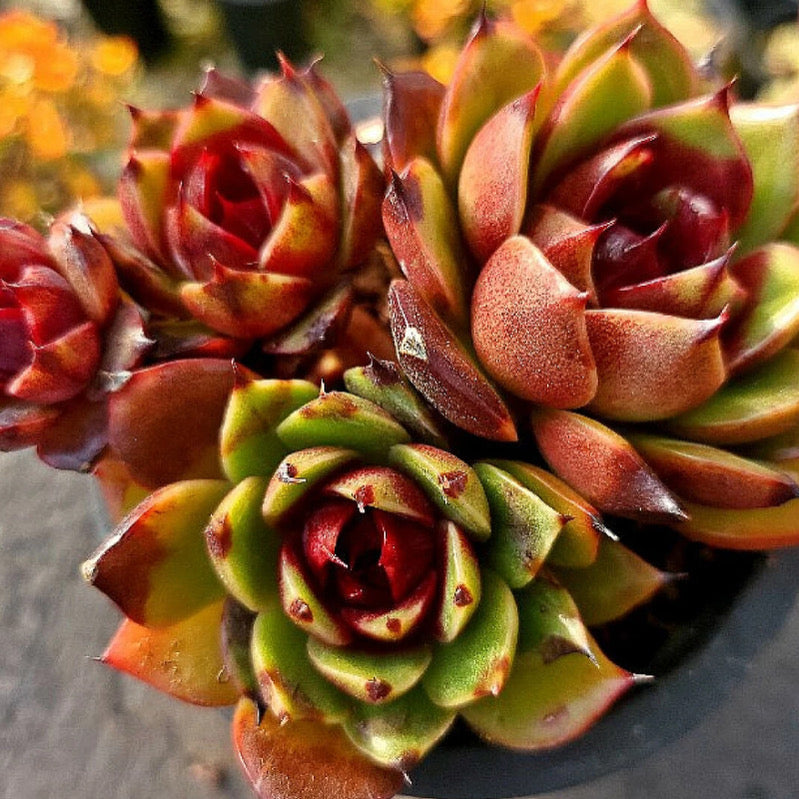 Echeveria Eclipse