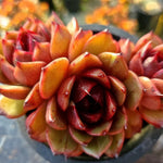 Echeveria Eclipse