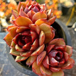 Echeveria Eclipse