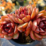 Echeveria Eclipse