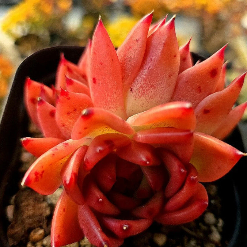 Echeveria Charleston