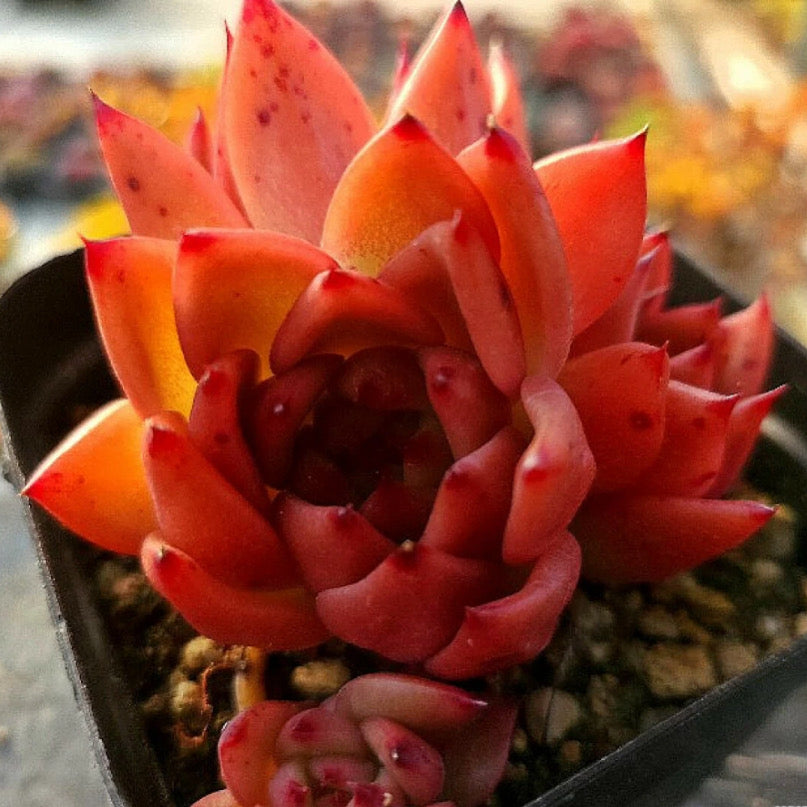 Echeveria Charleston