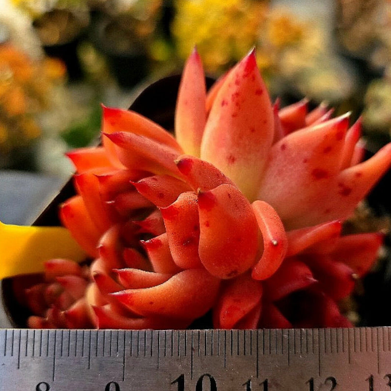 Echeveria Charleston