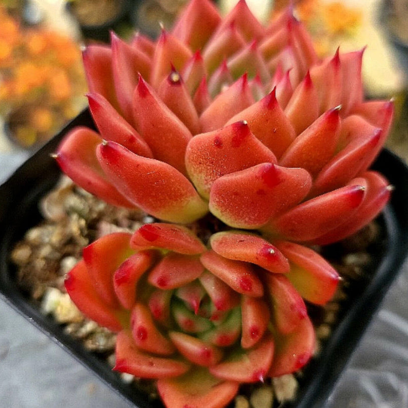 Echeveria Charleston