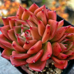 Echeveria Charleston