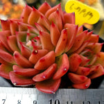 Echeveria Charleston