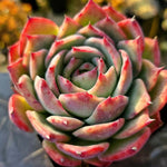 Echeveria Casio, Variegata