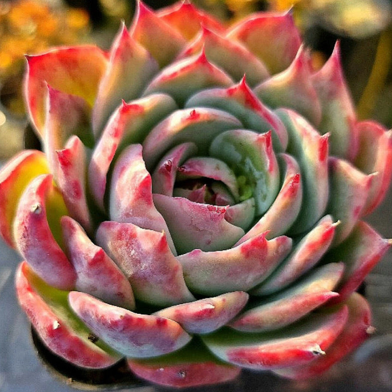 Echeveria Casio, Variegata