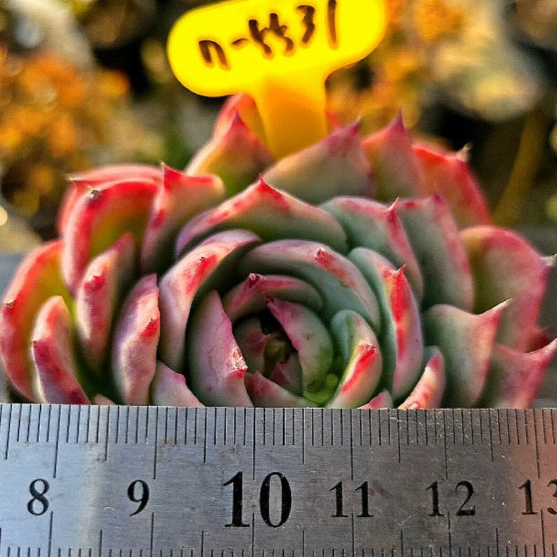 Echeveria Casio, Variegata