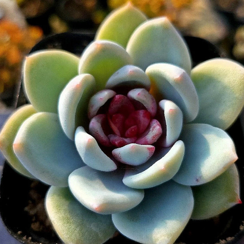 Echeveria Trumso