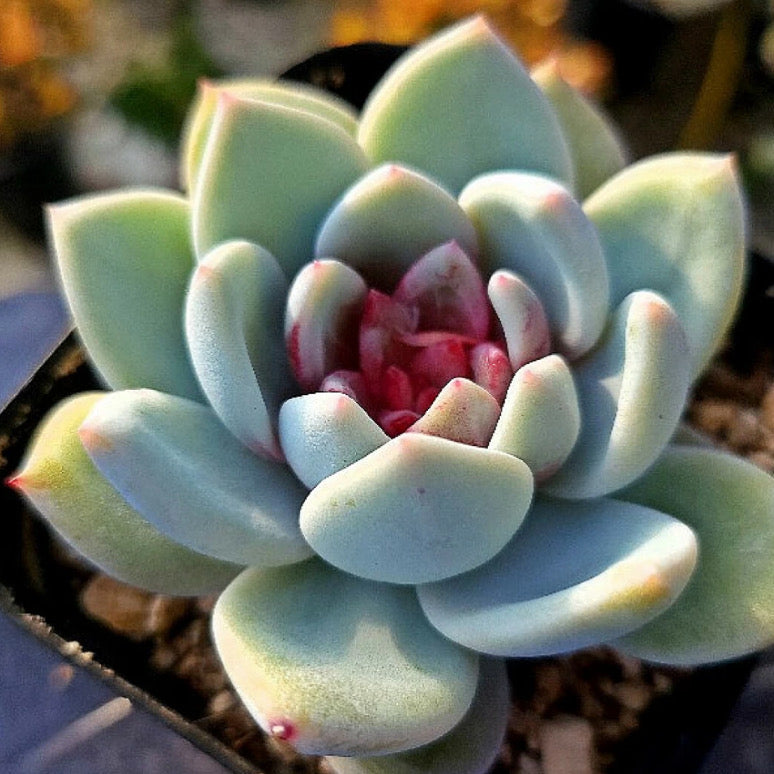 Echeveria Trumso