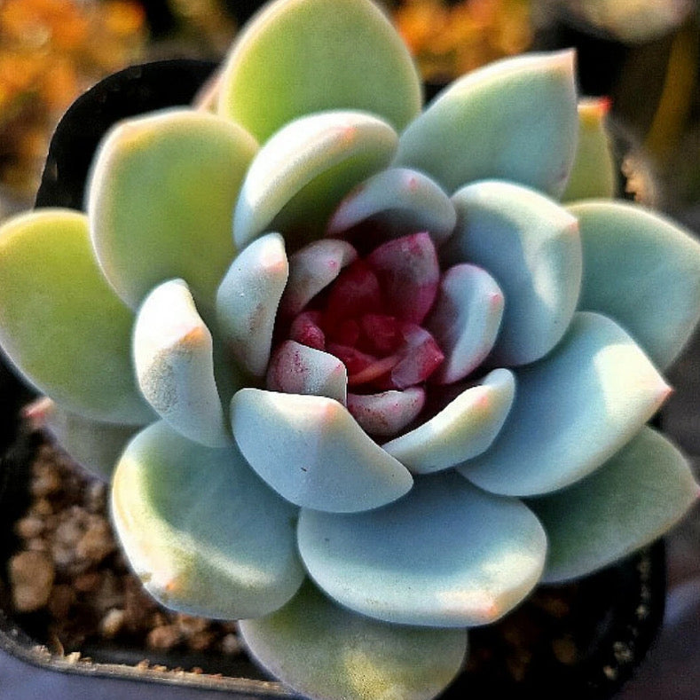 Echeveria Trumso