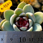 Echeveria Trumso