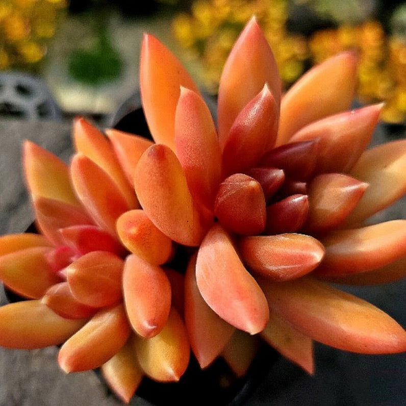 Echeveria Tivoli